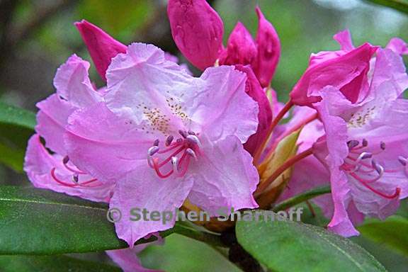 rhododendron macrophyllum 11 graphic